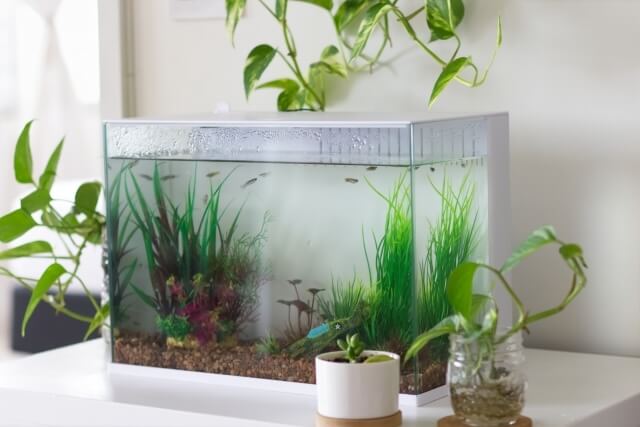 白い壁の前に置かれたアクアリウム