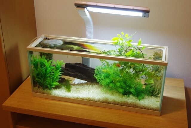 蛍光灯で照らされた横長の水槽