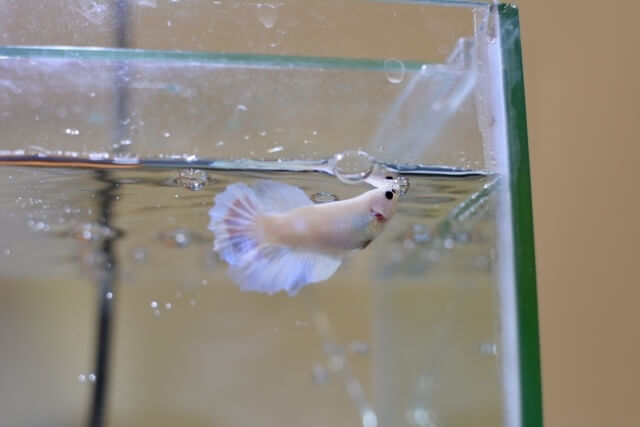 白いベタが泳ぐ水槽
