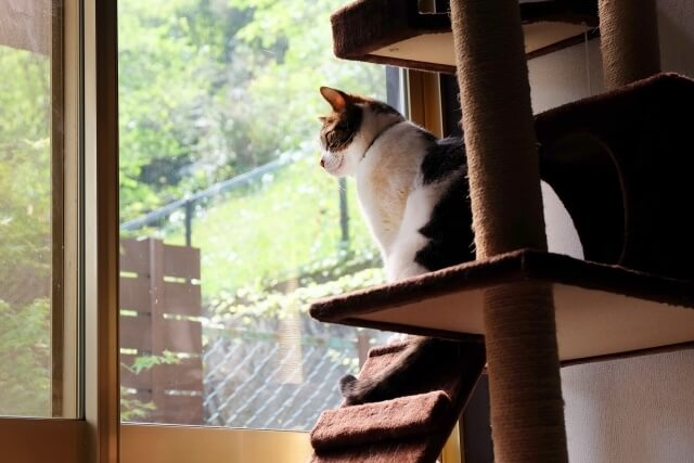 キャットタワーに座って窓際で目を瞑る猫