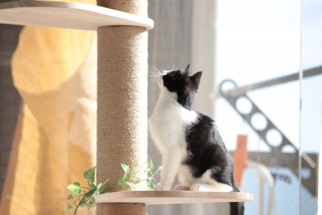 キャットタワーに乗って見上げる白黒の猫