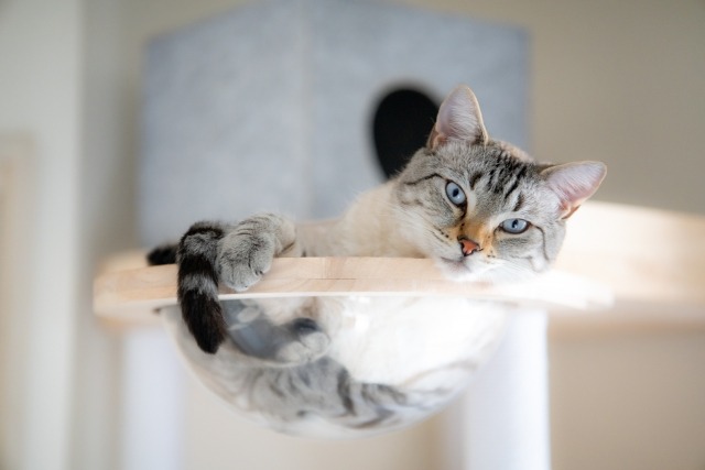 キャットタワーに寝そべる猫