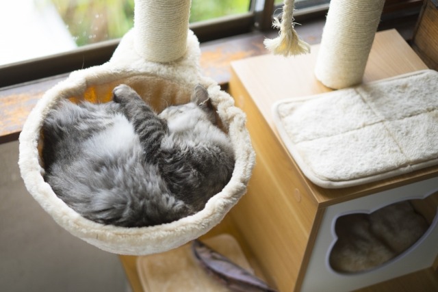 キャットタワーで丸まって眠る猫