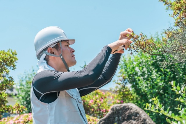 庭木を選定する作業着の男性