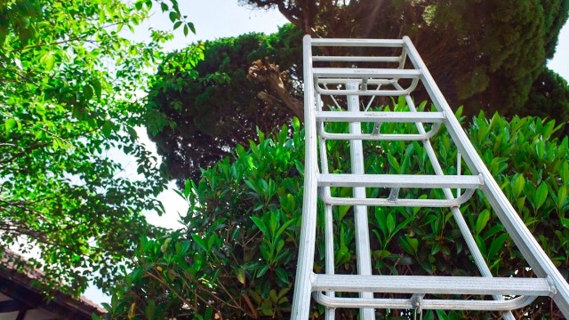 庭木と白い脚立
