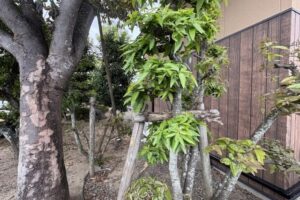 庭木の処分方法とは？枝木の無料回収や業者に依頼する費用相場を解説